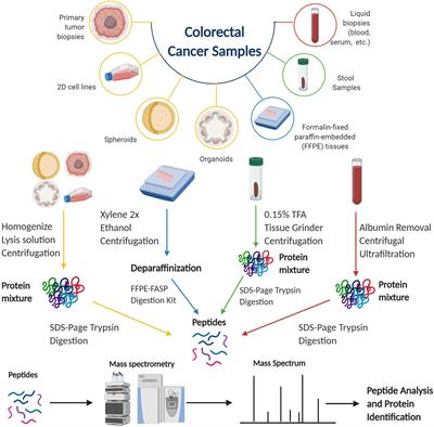 Proteomics of Colorectal Cancer: Tumors, Organoids, and Cell Cultures—A Minireview